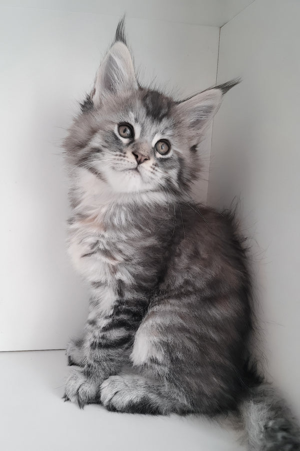 Laima | Maine Coon Kitten