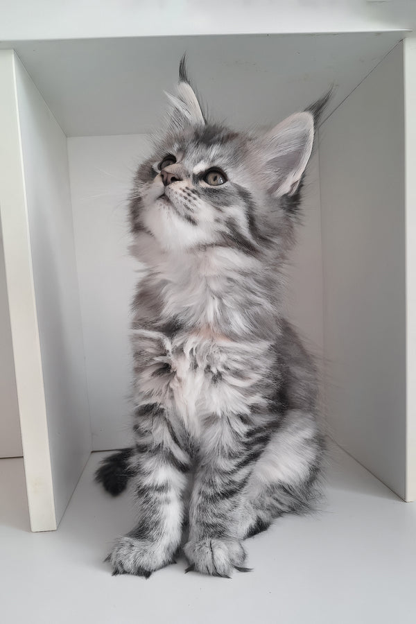 Laima | Maine Coon Kitten