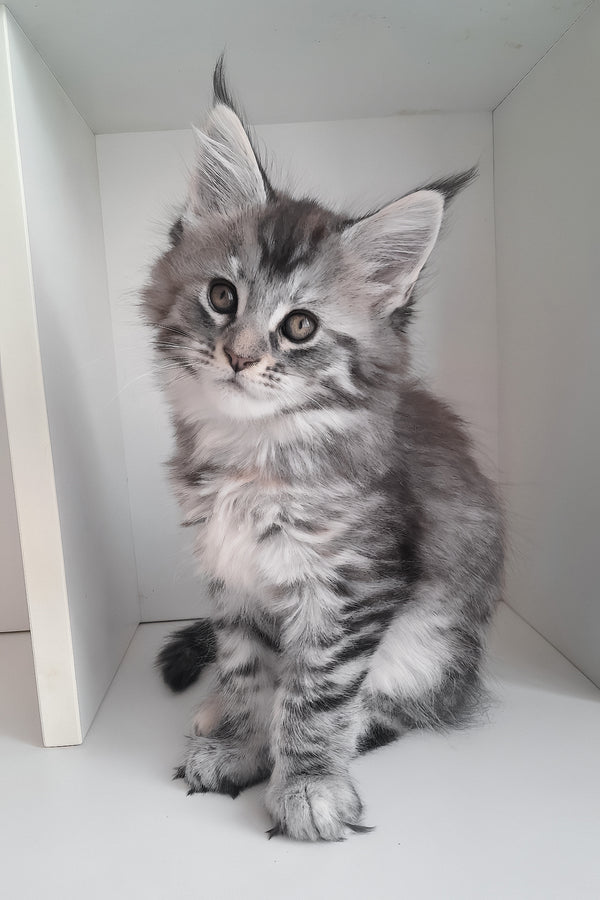 Laima | Maine Coon Kitten