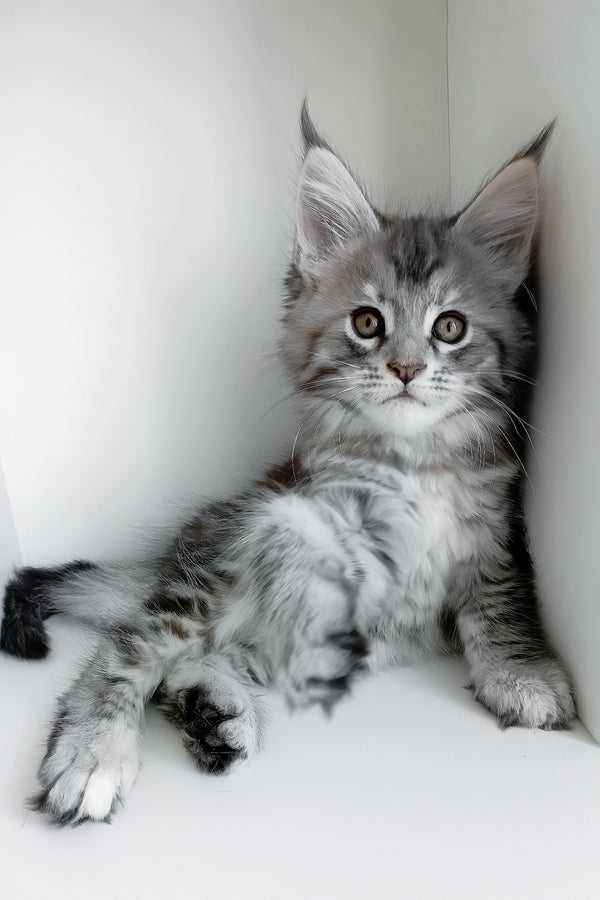 Laima | Maine Coon Kitten