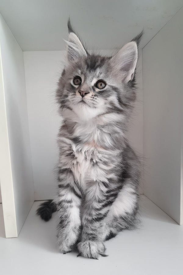 Laima | Maine Coon Kitten