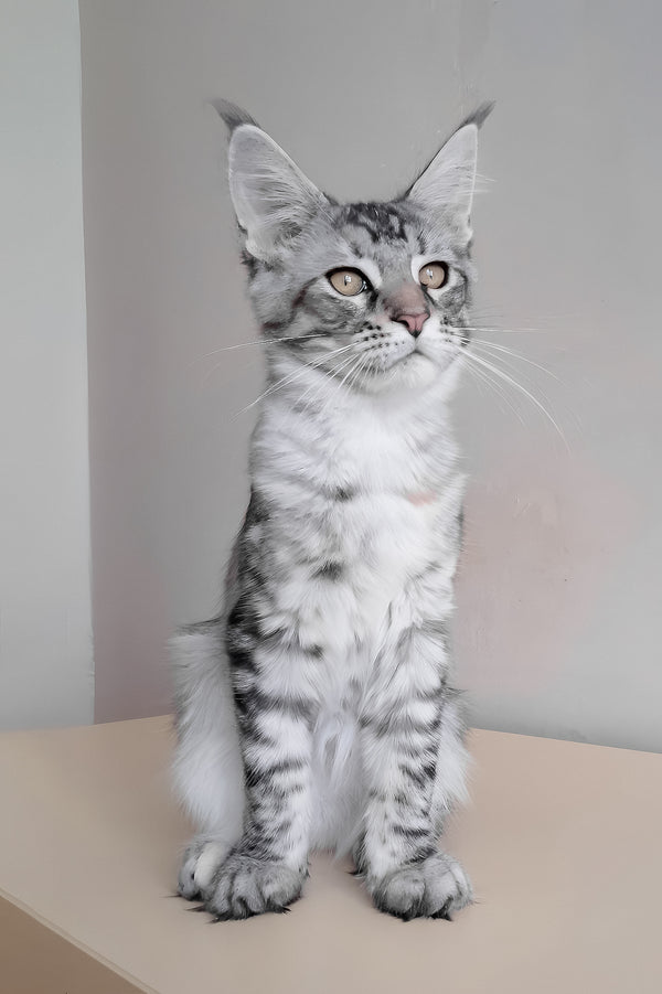 Laima | Maine Coon Kitten