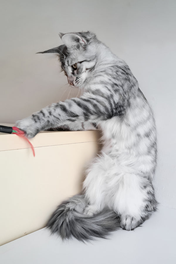 Laima | Maine Coon Kitten
