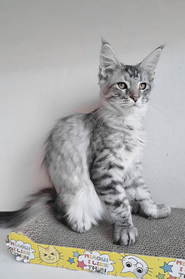 Laima | Maine Coon Kitten