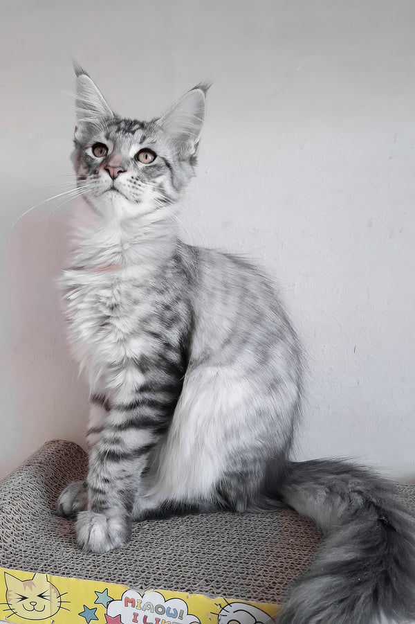 Laima | Maine Coon Kitten