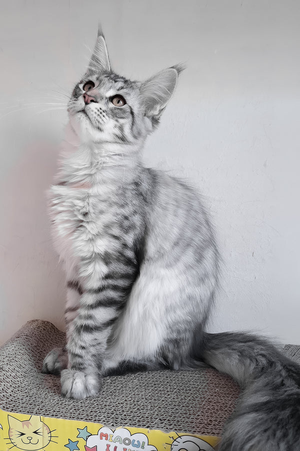 Laima | Maine Coon Kitten