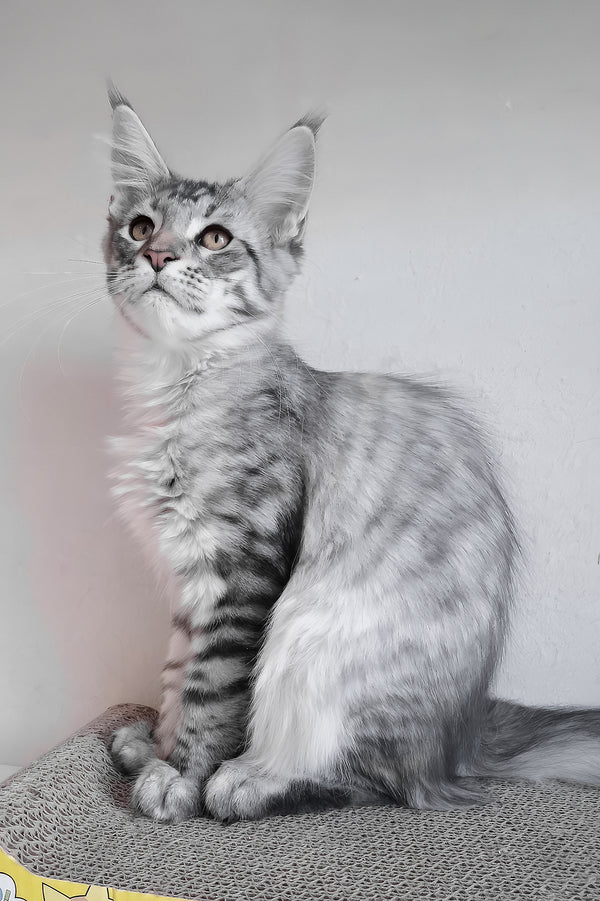 Laima | Maine Coon Kitten