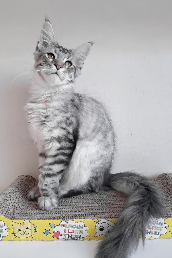 Laima | Maine Coon Kitten