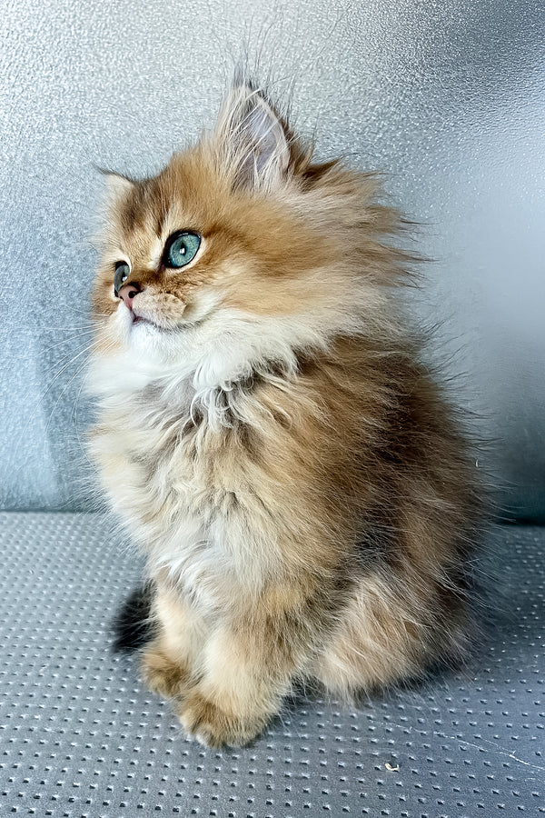 Lucky | British Longhair Kitten