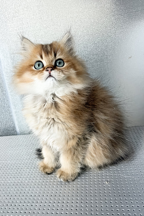 Lucky | British Longhair Kitten