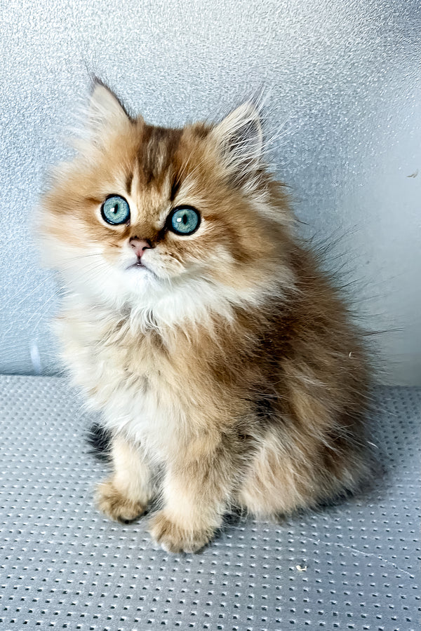 Lucky | British Longhair Kitten