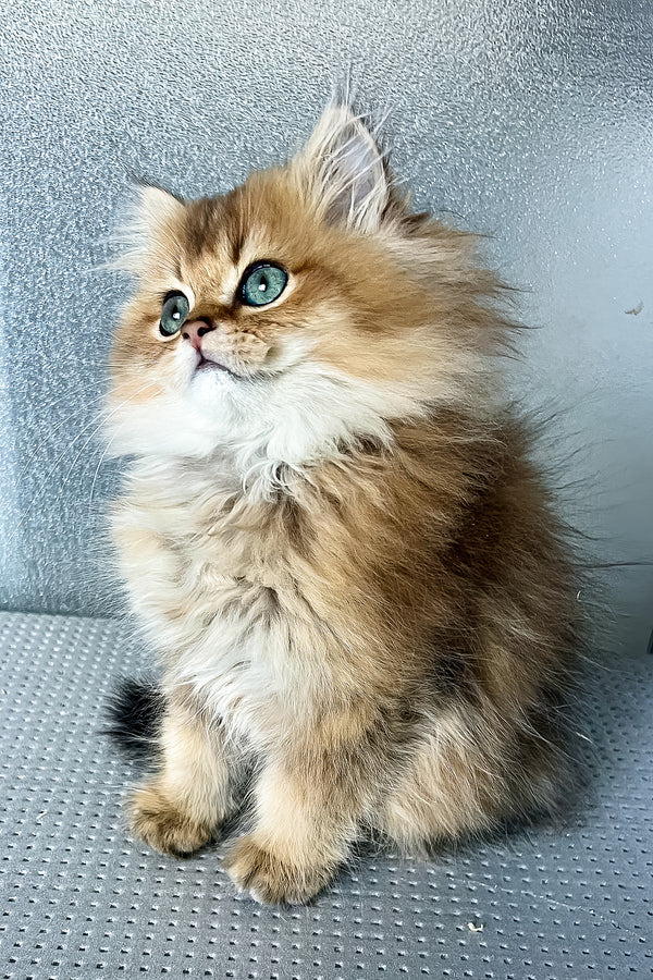 Lucky | British Longhair Kitten