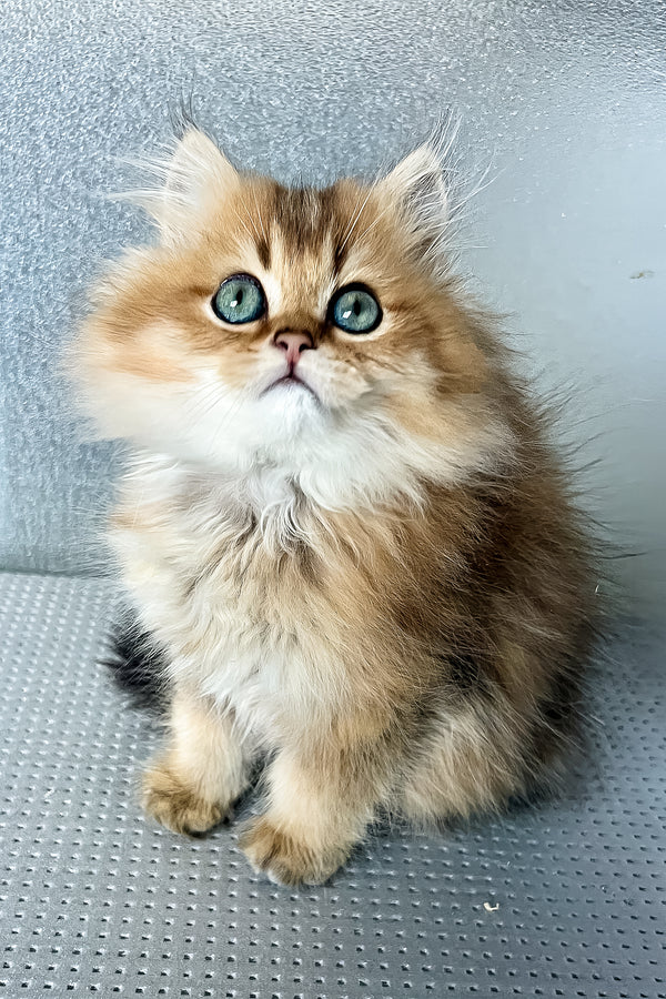 Lucky | British Longhair Kitten
