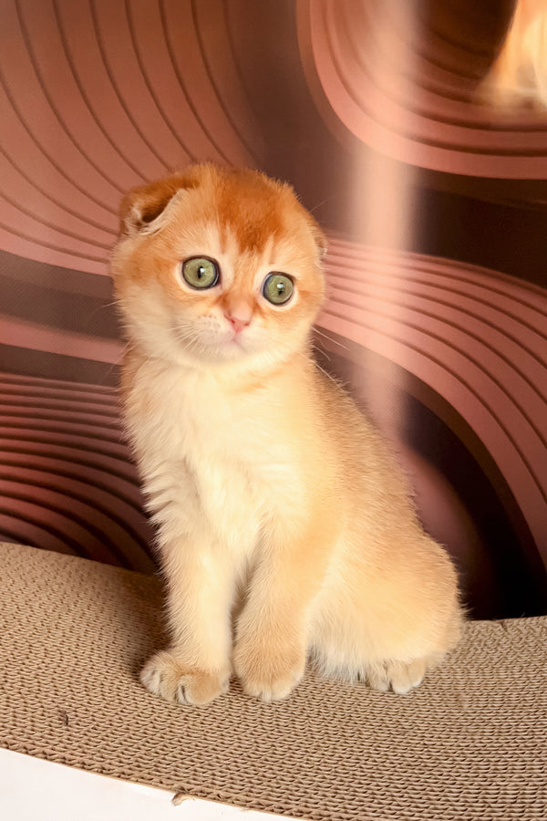 Lana | Scottish Fold Kitten