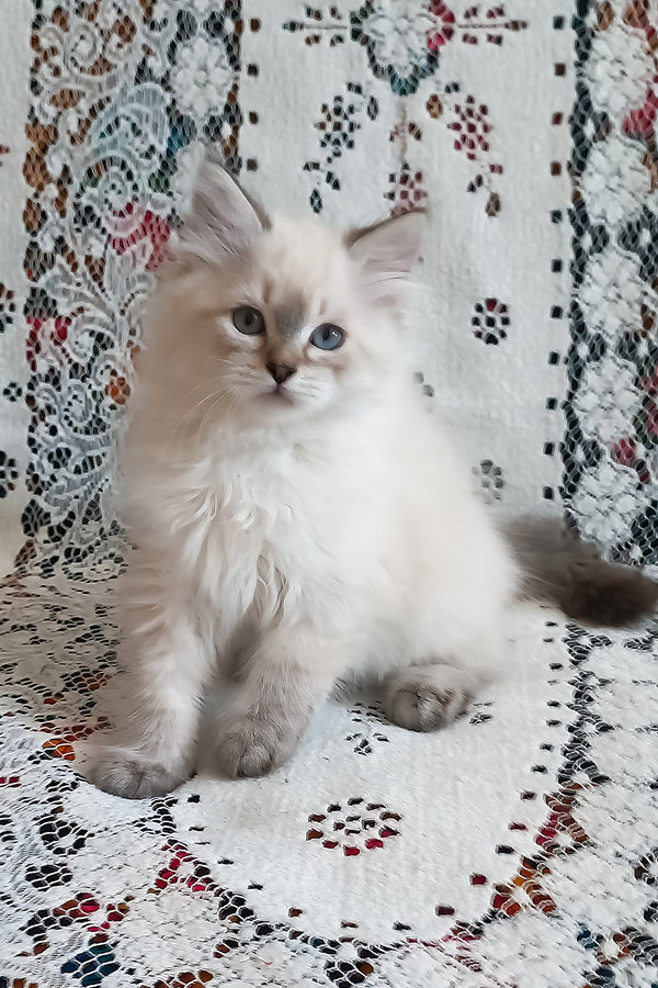 Larion | Siberian Kitten