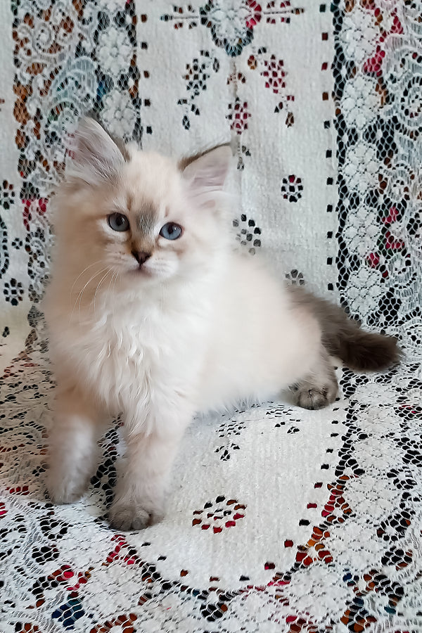 Larion | Siberian Kitten
