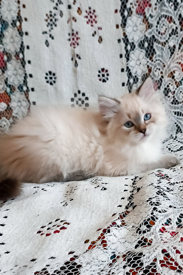 Larion | Siberian Kitten