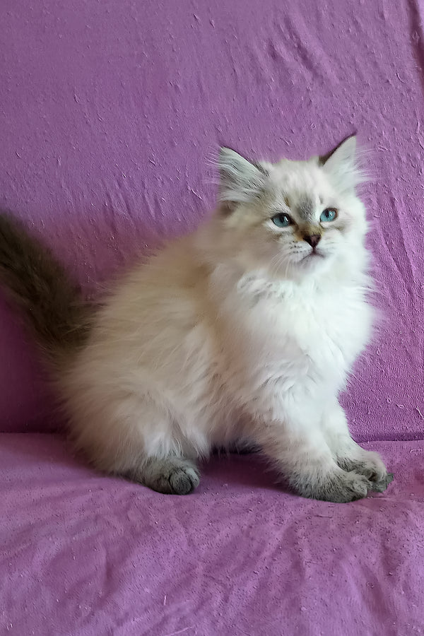 Larion | Siberian Kitten