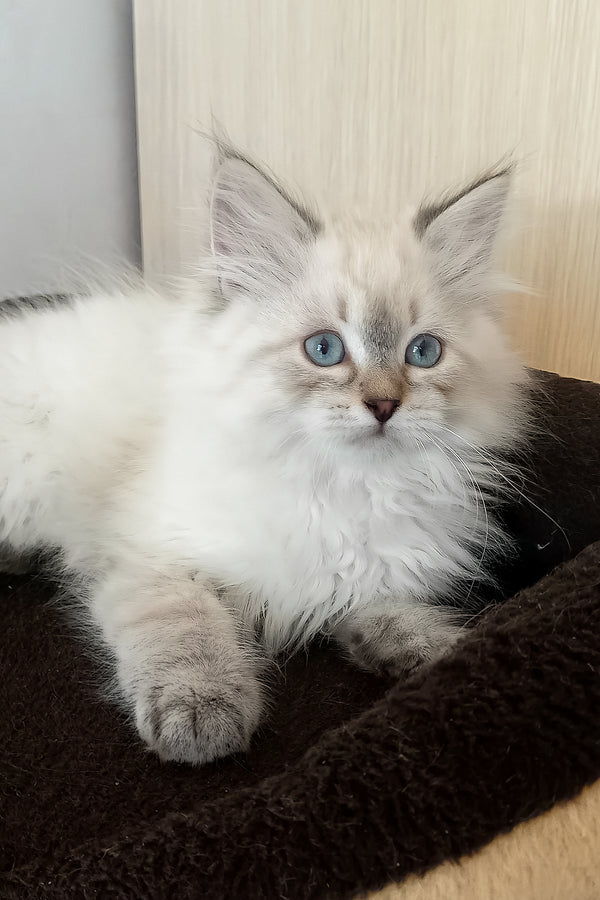 Larion | Siberian Kitten