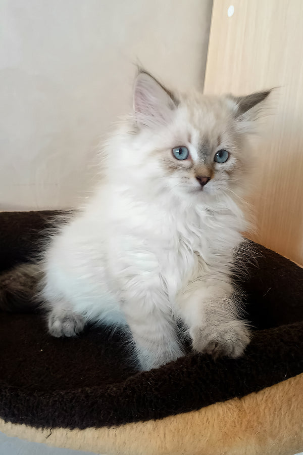 Larion | Siberian Kitten