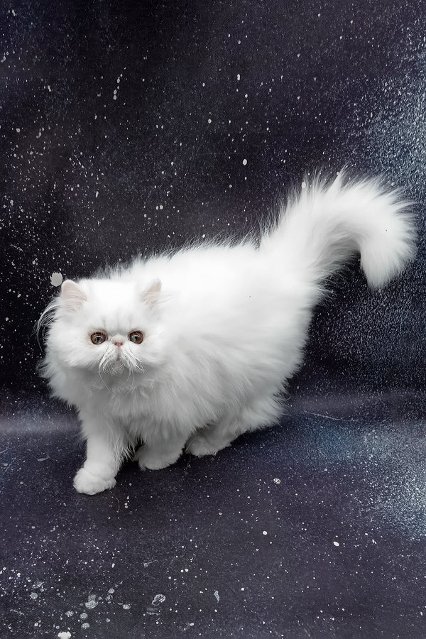 Larri | Persian Kitten