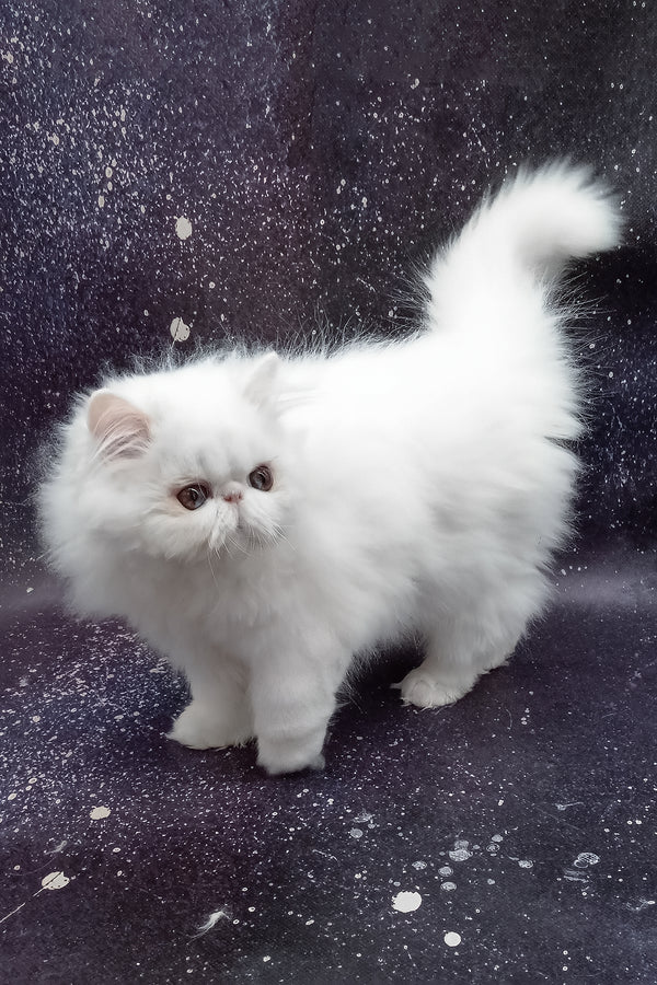 Larri | Persian Kitten