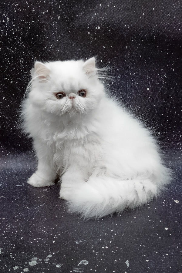 Larri | Persian Kitten