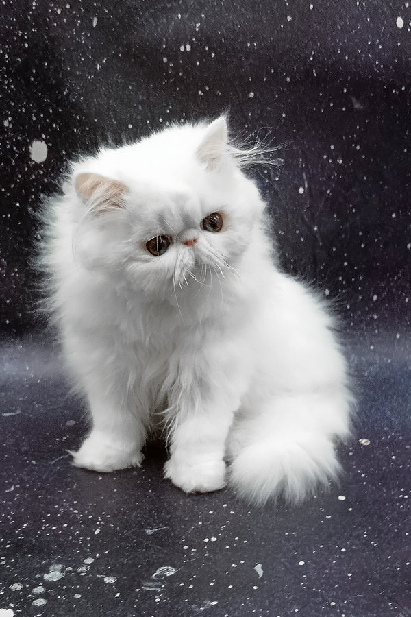 Larri | Persian Kitten