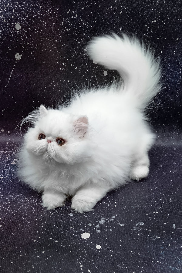 Larri | Persian Kitten