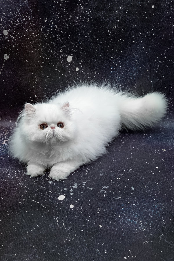 Larri | Persian Kitten