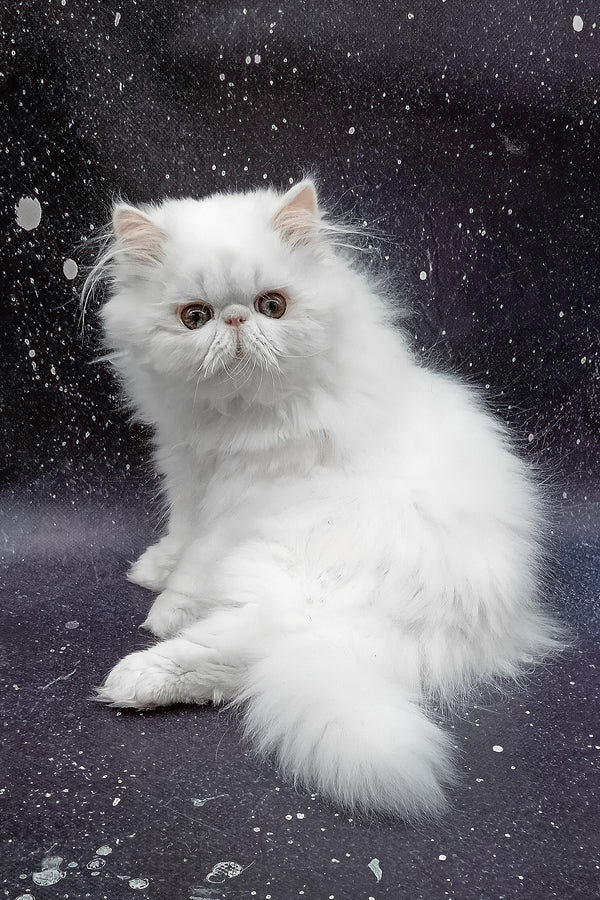 Larri | Persian Kitten