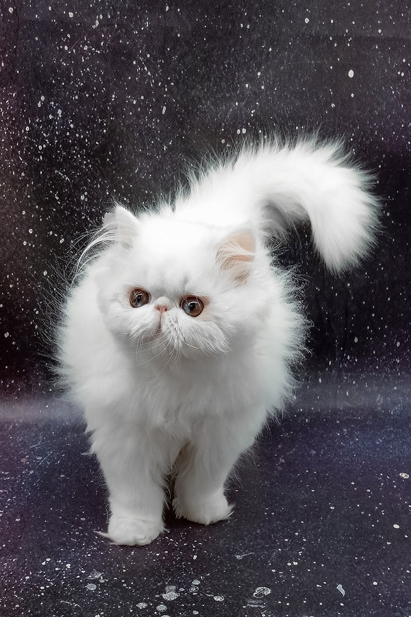 Larri | Persian Kitten