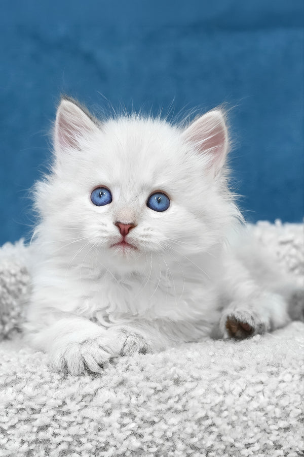 Larry | Siberian Kitten
