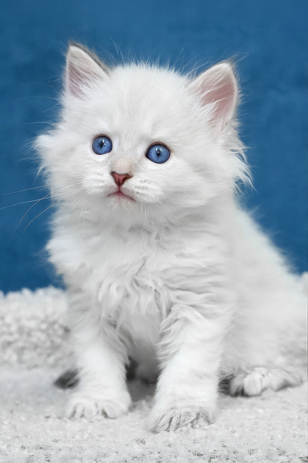 Larry | Siberian Kitten