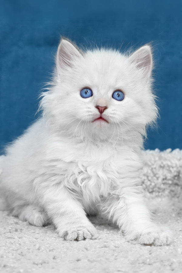 Larry | Siberian Kitten