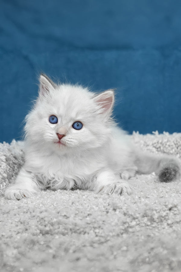 Larry | Siberian Kitten