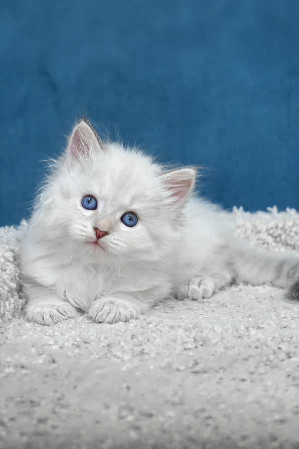 Larry | Siberian Kitten