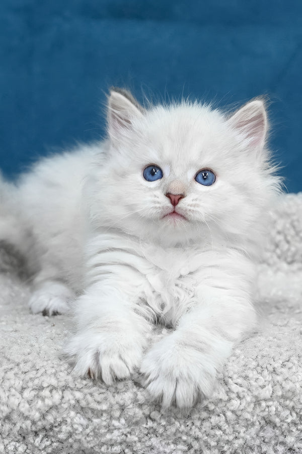 Larry | Siberian Kitten