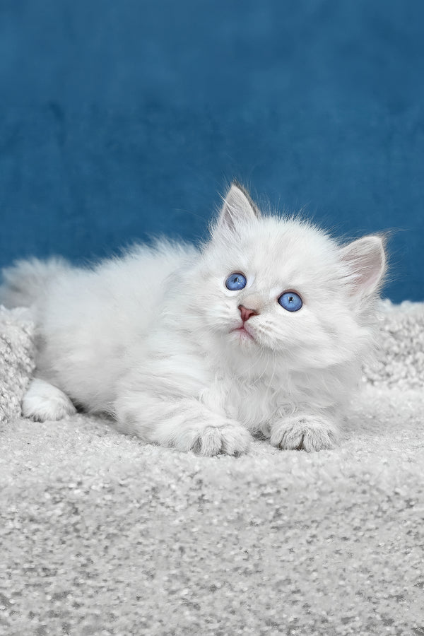 Larry | Siberian Kitten