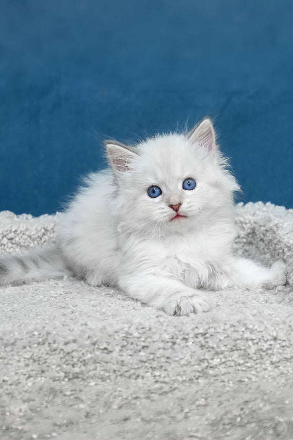 Larry | Siberian Kitten