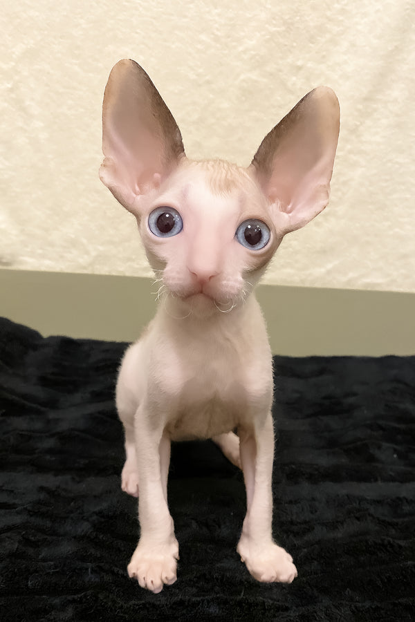 Laska | Cornish Rex Kitten