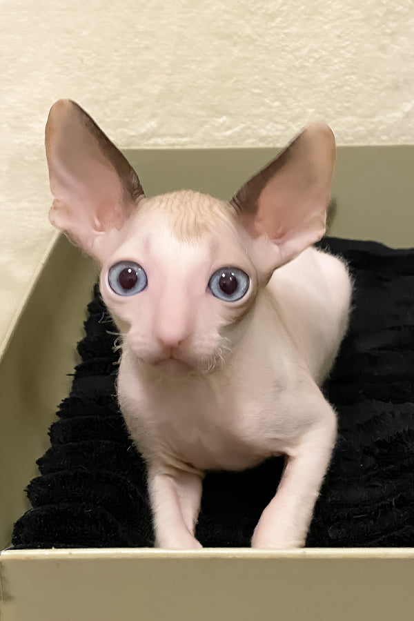 Laska | Cornish Rex Kitten