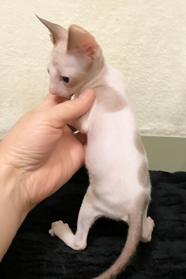 Laska | Cornish Rex Kitten