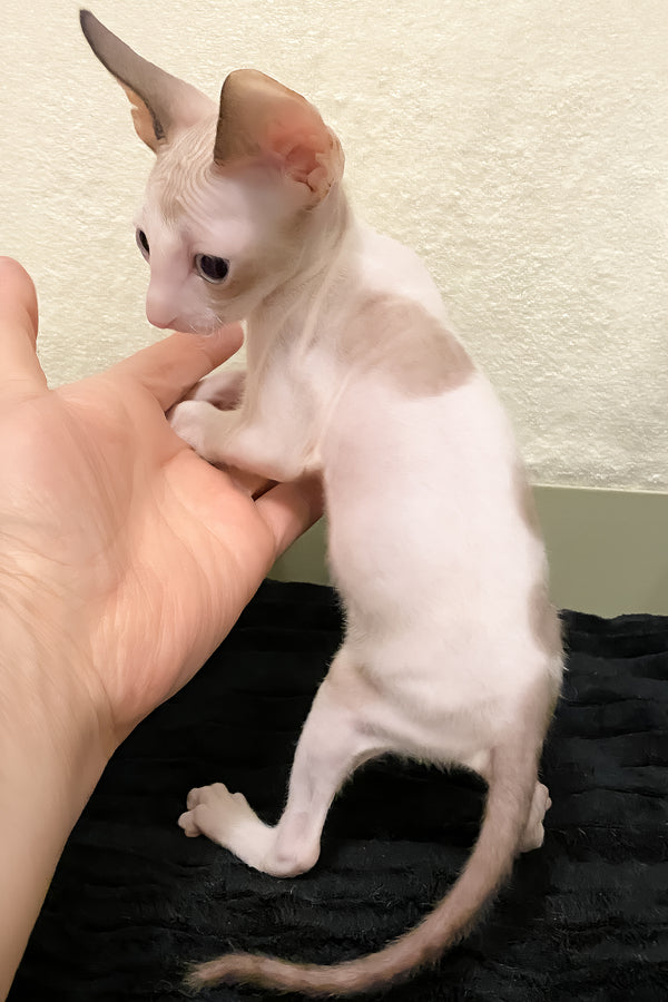 Laska | Cornish Rex Kitten