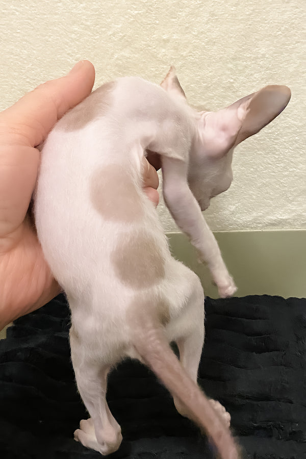Laska | Cornish Rex Kitten