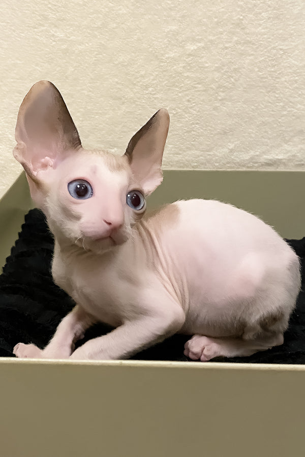 Laska | Cornish Rex Kitten