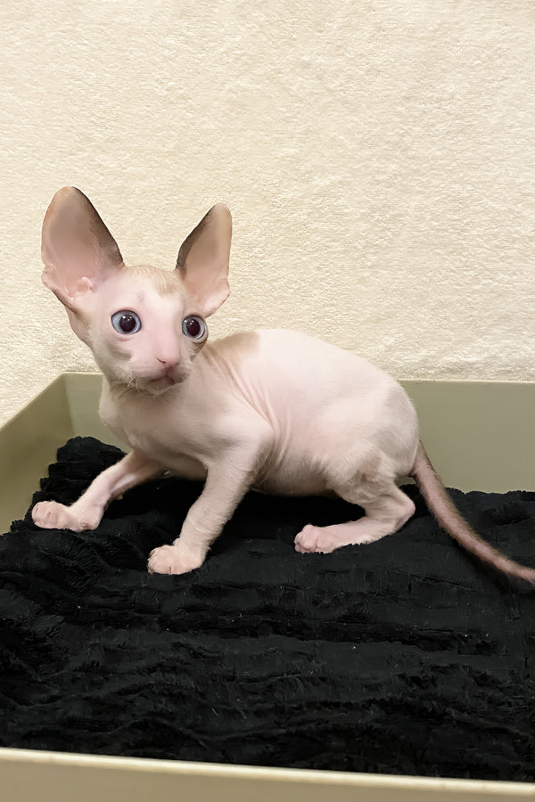 Laska | Cornish Rex Kitten