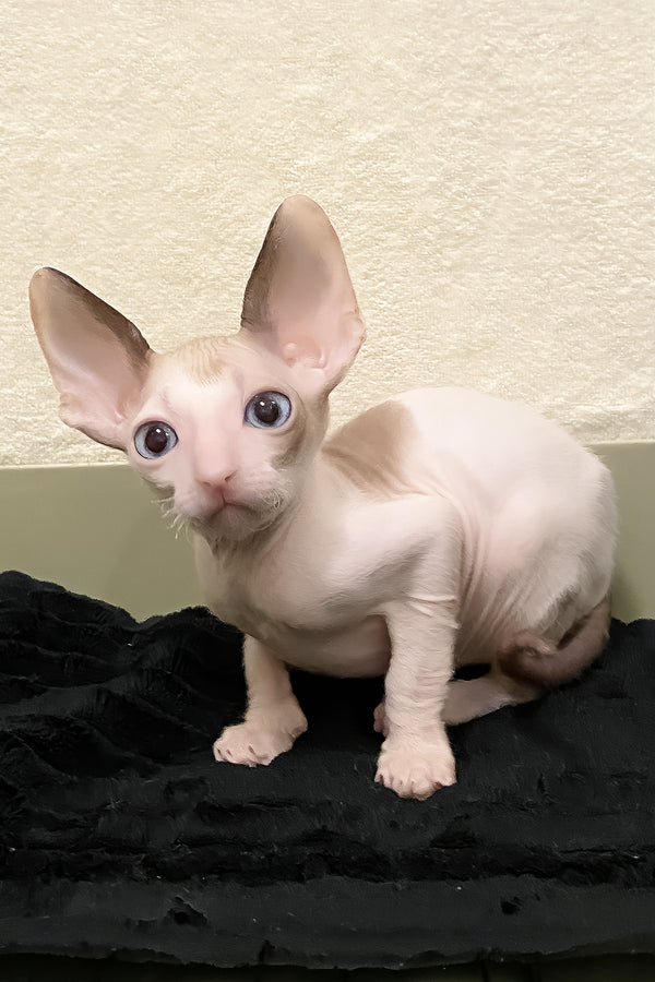 Laska | Cornish Rex Kitten