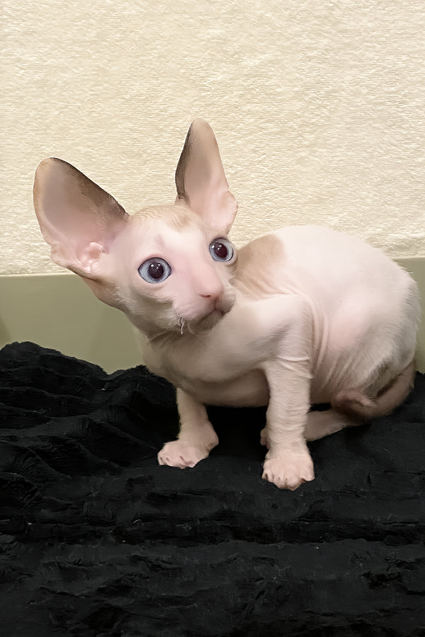 Laska | Cornish Rex Kitten