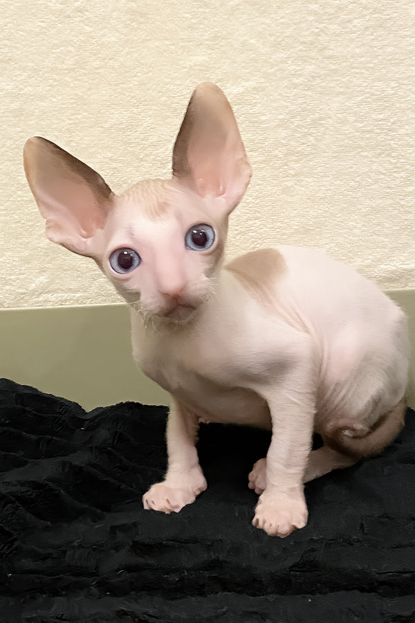 Laska | Cornish Rex Kitten